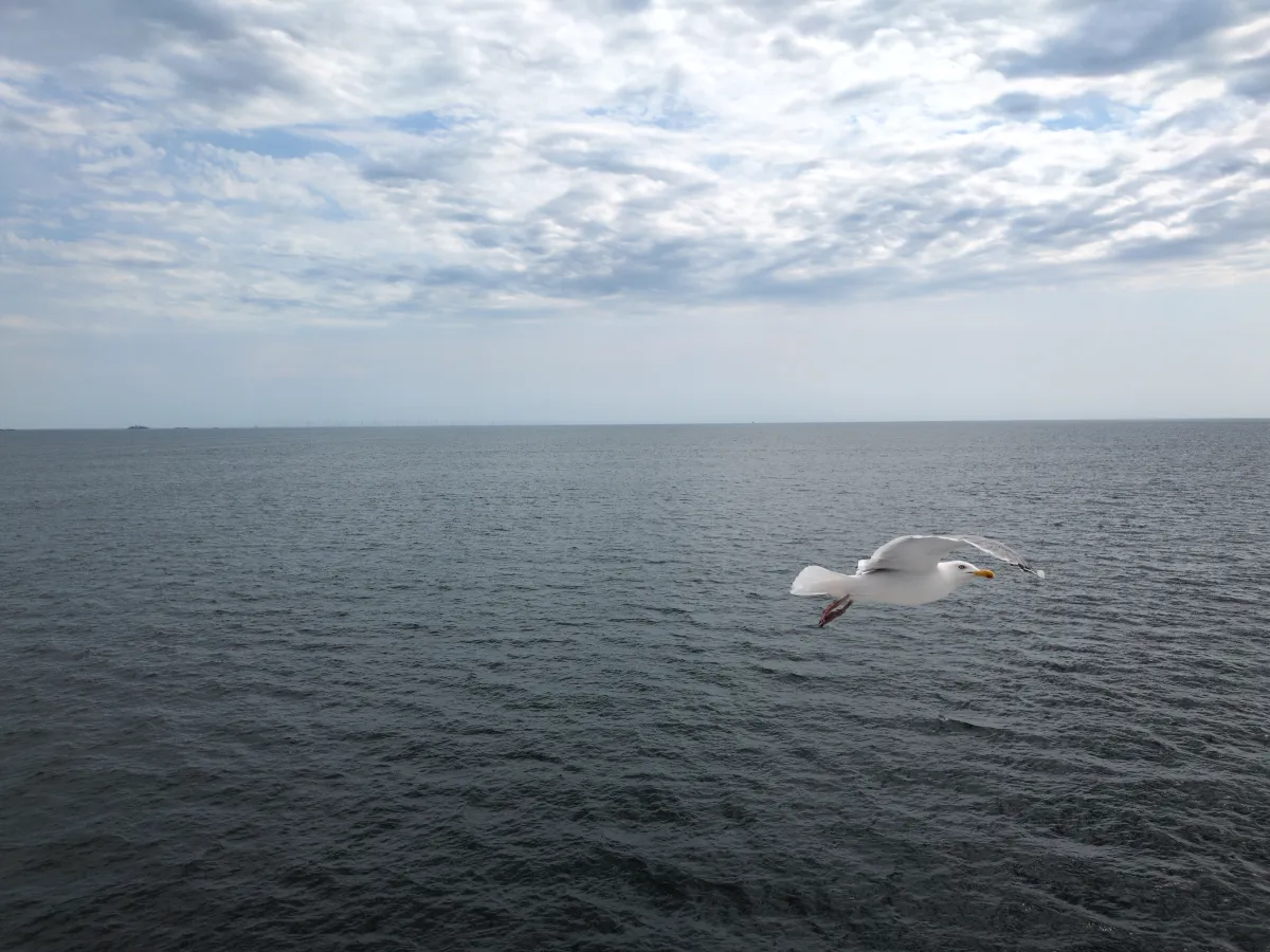 Una gaviota cruzando el mar abierto, libre de ir a donde quiera