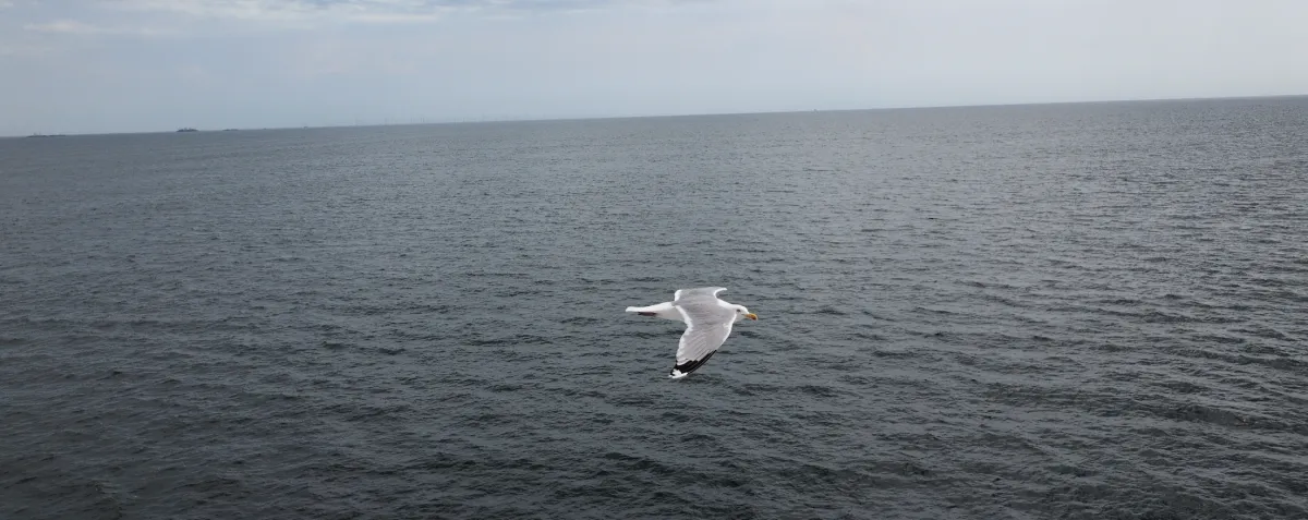 Una gaviota planeando sobre el mar abierto, sin que nadie la dirija