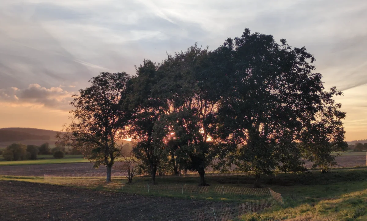 Sunset light breaking through a row of trees in an open field